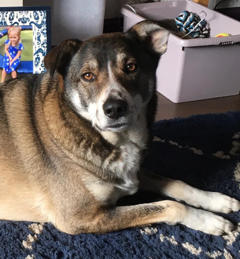 Image of Vets4Pets - Cheadle service in Cheadle, England, United Kingdom