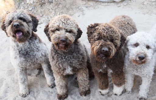 Image of Fino Lagotto service in Santa Fe, Texas, United States Image of Fino Lagotto service in Santa Fe, Texas, United States