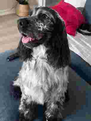 Image of Puppy Style service in Madrid, Madrid, Spain