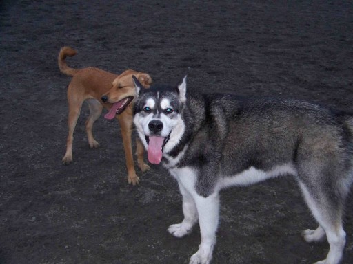 Image of CraZy MisFitS Pet Services service in Kent, Ohio, United States