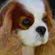 Image of PoeticGold Farm Dog Training, INC service in Falmouth, Maine, United States Image of PoeticGold Farm Dog Training, INC service in Falmouth, Maine, United States