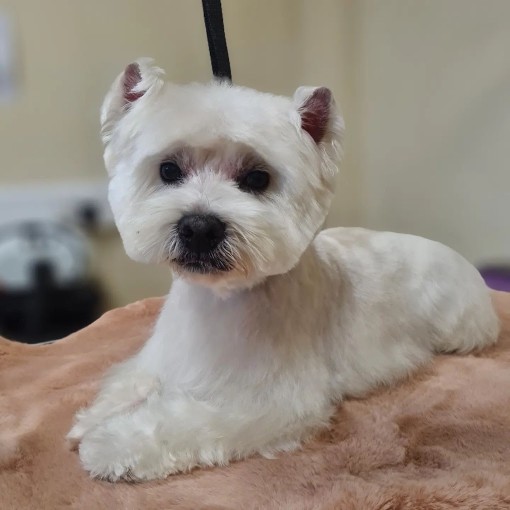 Image of The Elite Groomers service in Dublin, Dublin, Ireland Image of The Elite Groomers service in Dublin, Dublin, Ireland