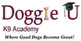 Image of Doggie U K9 Academy service in Town of Islip, New York, United States Image of Doggie U K9 Academy service in Town of Islip, New York, United States