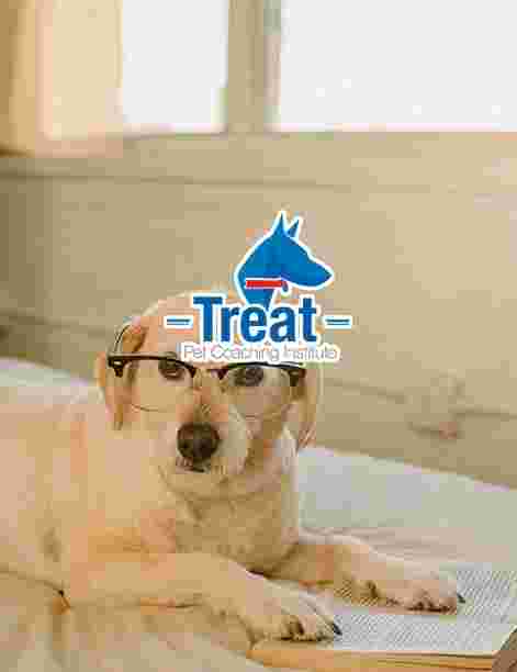 Image of Treat Dog Academy service in Heroica Puebla de Zaragoza, Puebla, Mexico