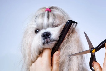 Image of Dogs Paradise Grooming - Pet Grooming Service South Delhi service in New Delhi, Delhi, India