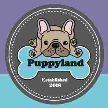Image of Puppyland San Antonio service in San Antonio, Texas, United States