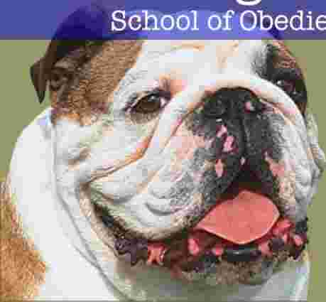 Image of Good Dogs School of Obedience service in Worcester County, Massachusetts, United States