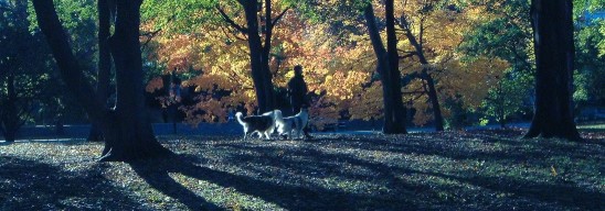 Image of Perfect Behavior Dog Training service in New York, New York, United States Image of Perfect Behavior Dog Training service in New York, New York, United States