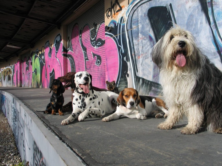 Image of Hundeschule Dog Consulting service in Munchen, Bayern, Germany