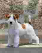 Image of Guardería Canina Las Rozas - MyPet service in Las Rozas de Madrid, Madrid, Spain