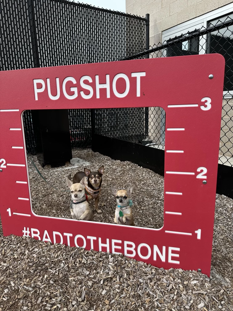 Image of PSYPUP - Canine Behaviorism & Training service in Cliffside Park, New Jersey, United States Image of PSYPUP - Canine Behaviorism & Training service in Cliffside Park, New Jersey, United States