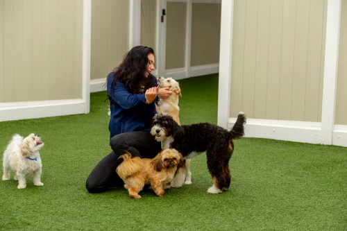 Image of K9 Resorts - Garden City service in Village of Westbury, New York, United States Image of K9 Resorts - Garden City service in Village of Westbury, New York, United States