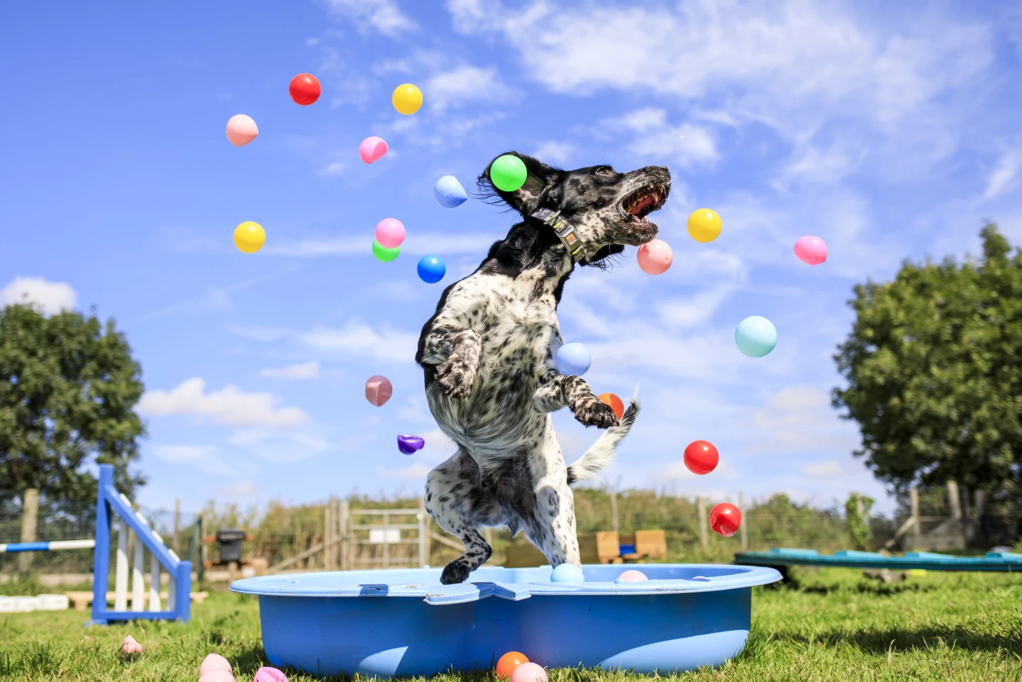 Image of Bruce's Doggy Day Care Cobham service in Elmbridge, England, United Kingdom