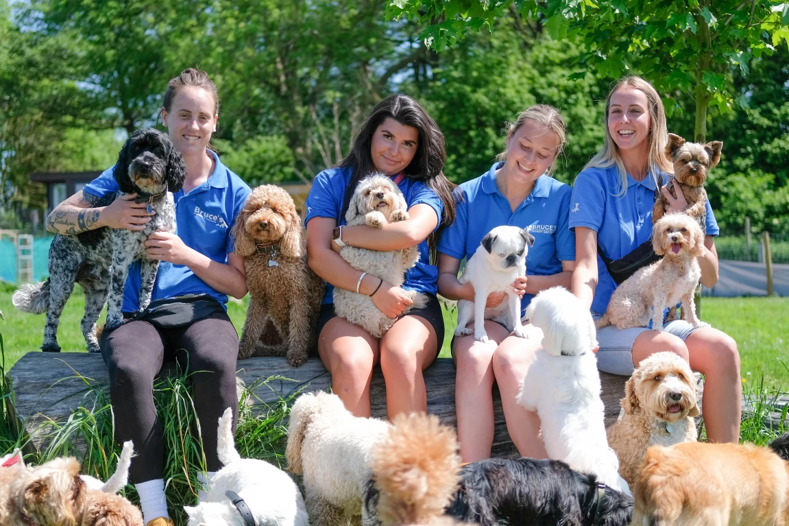 Image of Bruce's Doggy Day Care Country Hills service in Dacorum, England, United Kingdom Image of Bruce's Doggy Day Care Country Hills service in Dacorum, England, United Kingdom