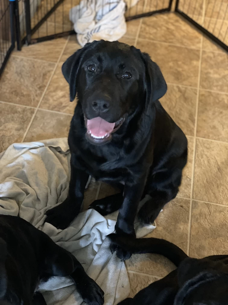 Image of HarveyBank Labrador Retrievers service in Moncton, New Brunswick, Canada