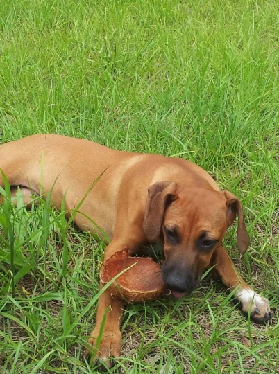 Image of Mary's Pet Sitting Services service in Largo, Florida, United States Image of Mary's Pet Sitting Services service in Largo, Florida, United States
