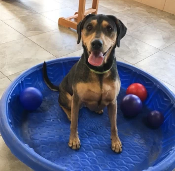 Image of Pet Play House service in Reno, Nevada, United States