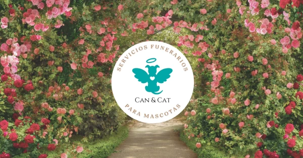Image of Can & Cat service in Ecatepec de Morelos, State of Mexico, Mexico