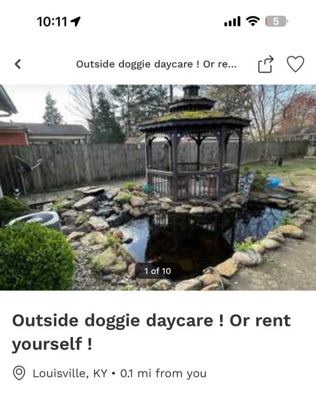 Image of Outside doggie daycare! service in Louisville, Colorado, United States