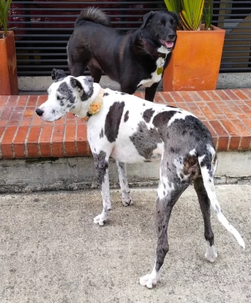 Image of Dog Joy service in North Plainfield, New Jersey, United States