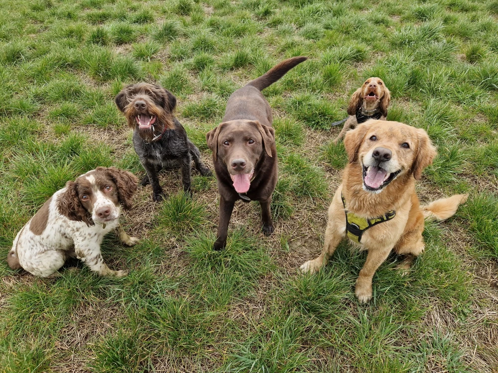 Image of Katie's K9's service in Vale of White Horse, England, United Kingdom