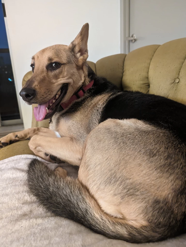 Dog Walkers in Mississauga, ON, Canada