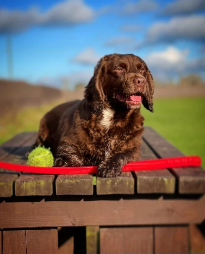 Image of FluffiesnFriends OutPaw Pursuits service in Trimdon Station, England, United Kingdom