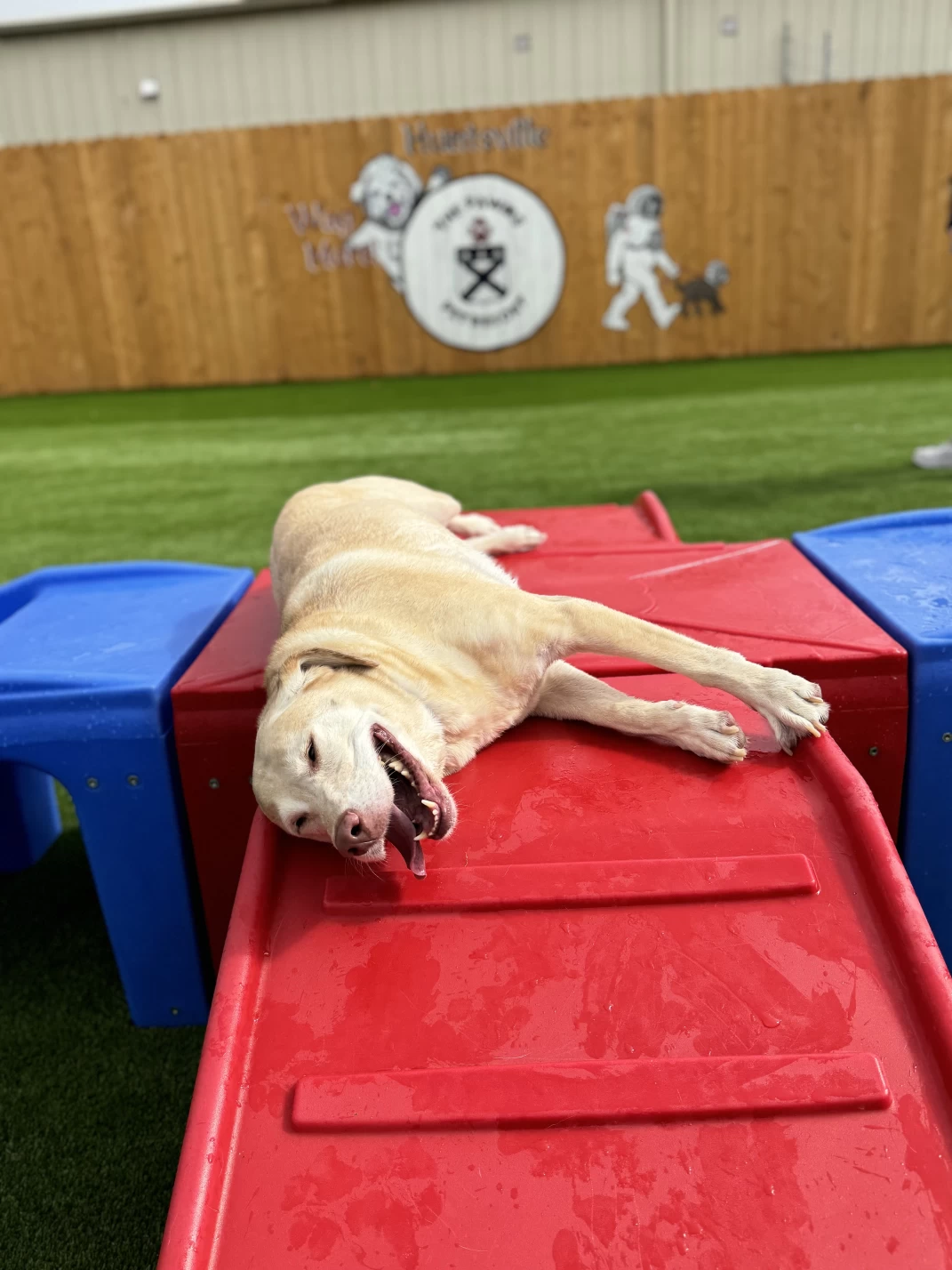 Image of The Pawms Pet Resort - Huntsville service in Huntsville, Alabama, United States