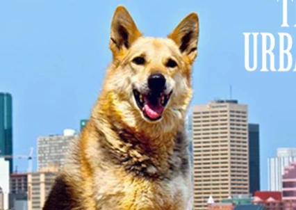 Image of The Urban Dog Dog Daycare service in Edmonton, Alberta, Canada