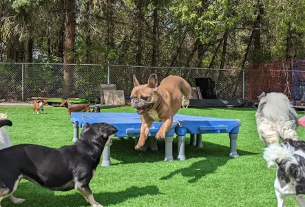 Image of The Second Pup service in Edmonton, Alberta, Canada