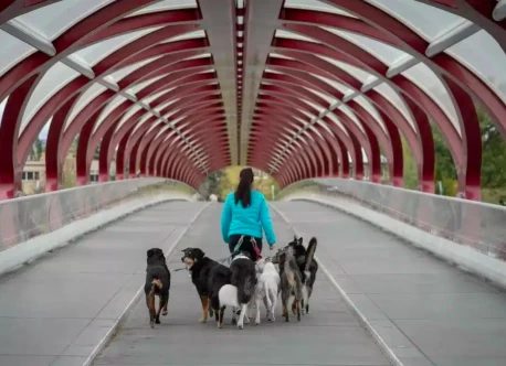 Image of PAWS Dog Daycare service in Calgary, Alberta, Canada Image of PAWS Dog Daycare service in Calgary, Alberta, Canada