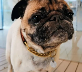 Image of UNLEASHED Dog Spa service in Vancouver, British Columbia, Canada