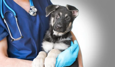 Image of Cambie Village Animal Hospital service in Vancouver, British Columbia, Canada Image of Cambie Village Animal Hospital service in Vancouver, British Columbia, Canada