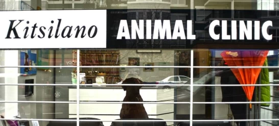 Image of Kitsilano Animal Clinic service in Vancouver, British Columbia, Canada Image of Kitsilano Animal Clinic service in Vancouver, British Columbia, Canada