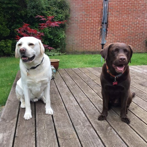 Image of Colins Pet Care service in South Norfolk, England, United Kingdom Image of Colins Pet Care service in South Norfolk, England, United Kingdom