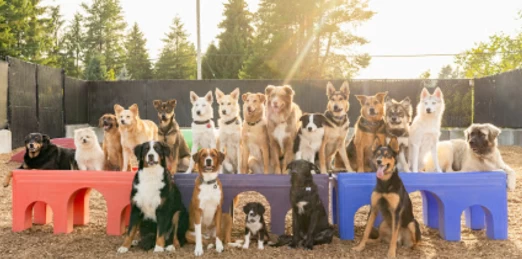 Image of The Dog Patch service in Port Coquitlam, British Columbia, Canada