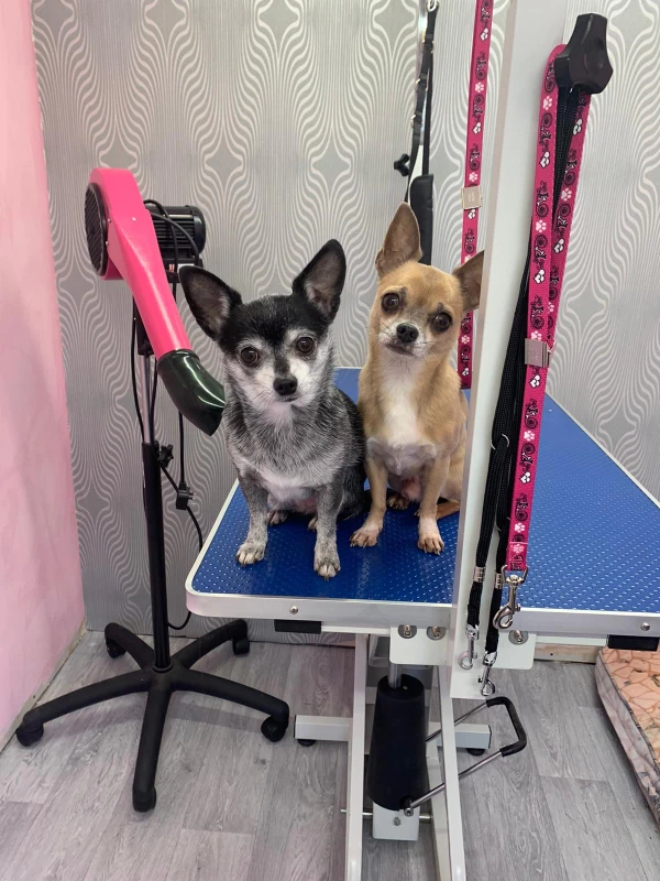 Image of Tommy Taylors Tails service in Cheltenham, England, United Kingdom