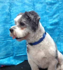 Image of Brenda's Dog Spa service in Mississauga, Ontario, Canada Image of Brenda's Dog Spa service in Mississauga, Ontario, Canada
