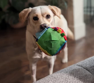 Image of Briarwood Animal Hospital service in Hamilton, Ontario, Canada