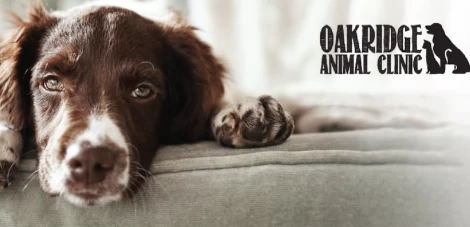 Image of Oakridge Animal Clinic service in London, Ontario, Canada Image of Oakridge Animal Clinic service in London, Ontario, Canada