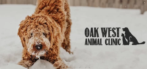Image of Oak West Animal Clinic service in London, Ontario, Canada