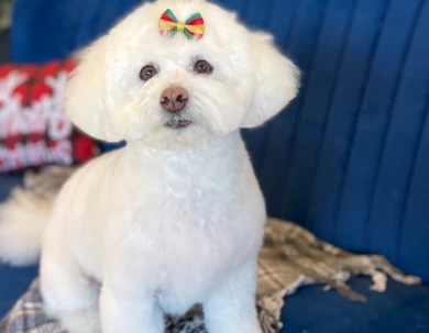 Image of YXE Pet Parlour service in Saskatoon, Saskatchewan, Canada Image of YXE Pet Parlour service in Saskatoon, Saskatchewan, Canada
