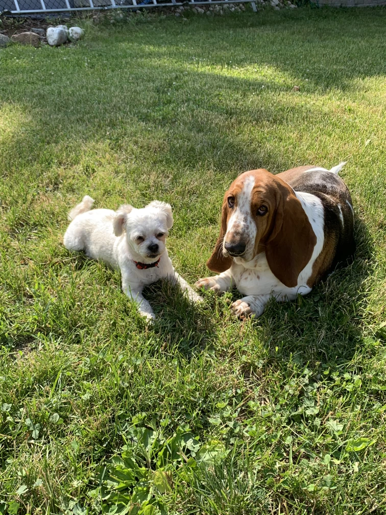 Image of Tiffany’s Doggy Daycare & Overnights service in North Dumfries, Ontario, Canada Image of Tiffany’s Doggy Daycare & Overnights service in North Dumfries, Ontario, Canada