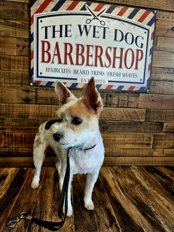 Image of The Wet Dog LLC service in Huntsville, Alabama, United States Image of The Wet Dog LLC service in Huntsville, Alabama, United States