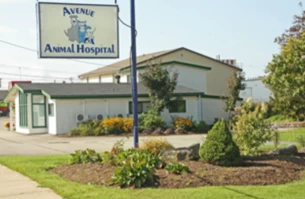 Image of Avenue Animal Hospital Ltd service in Saint John, New Brunswick, Canada