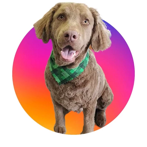 Image of All About Animals Inc. service in Fredericton, New Brunswick, Canada