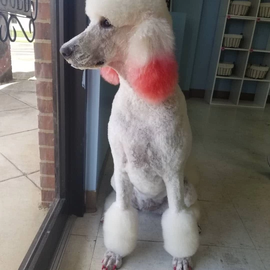 Image of Caity's Pet Grooming service in Huntsville, Alabama, United States Image of Caity's Pet Grooming service in Huntsville, Alabama, United States