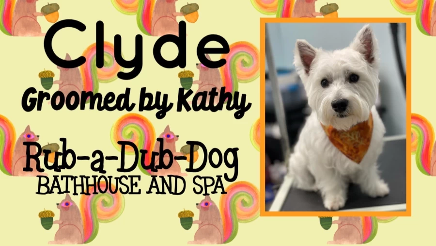 Image of Rub-a-Dub-Dog Bathhouse and Spa service in Homewood, Alabama, United States Image of Rub-a-Dub-Dog Bathhouse and Spa service in Homewood, Alabama, United States