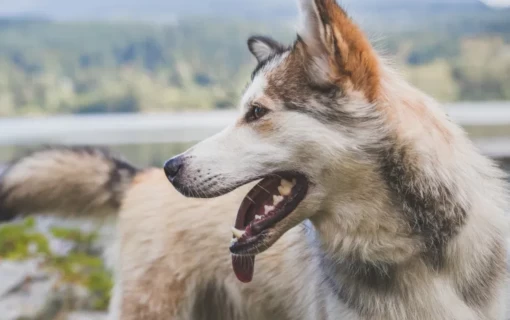 Image of Animal Daycare & Boarding LLC service in Anchorage, Alaska, United States