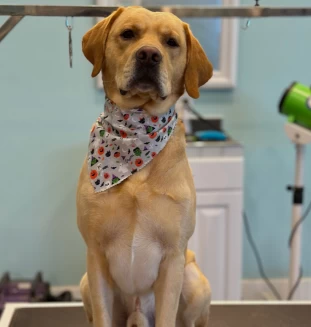 Image of Groomingdales K9 Design service in Eagle River, Wisconsin, United States